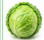 Cabbage( पत्तागोभी)